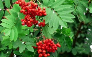 Hawthorne Berry